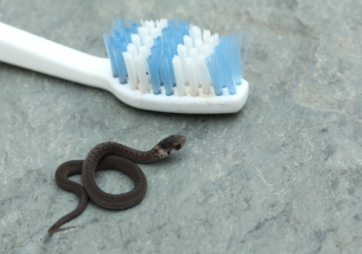 DeKay's Brown Snake